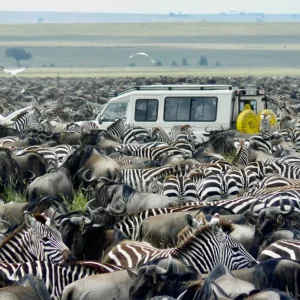 Taste of Tanzania Safari