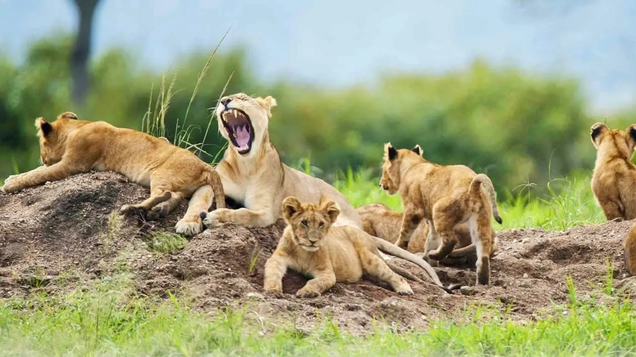 Masai Mara Group Safari