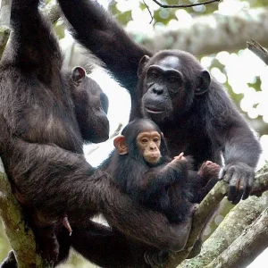 Best of Uganda Safari