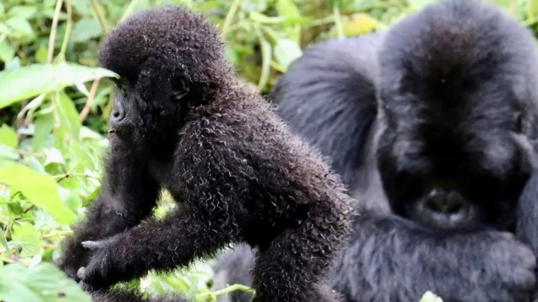 Rwanda Gorilla & Chimpanzee Safari - Image 3