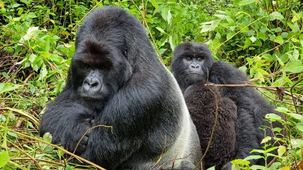 Rwanda Gorilla & Chimpanzee Safari - Image 4