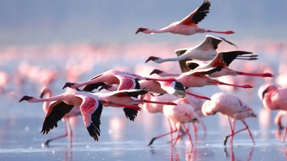 Best of East Africa Safari - Image 2