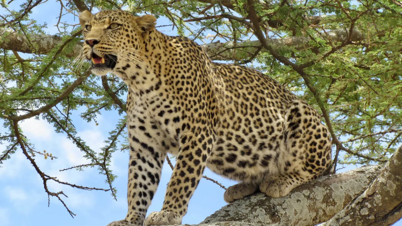 Best of East Africa Safari