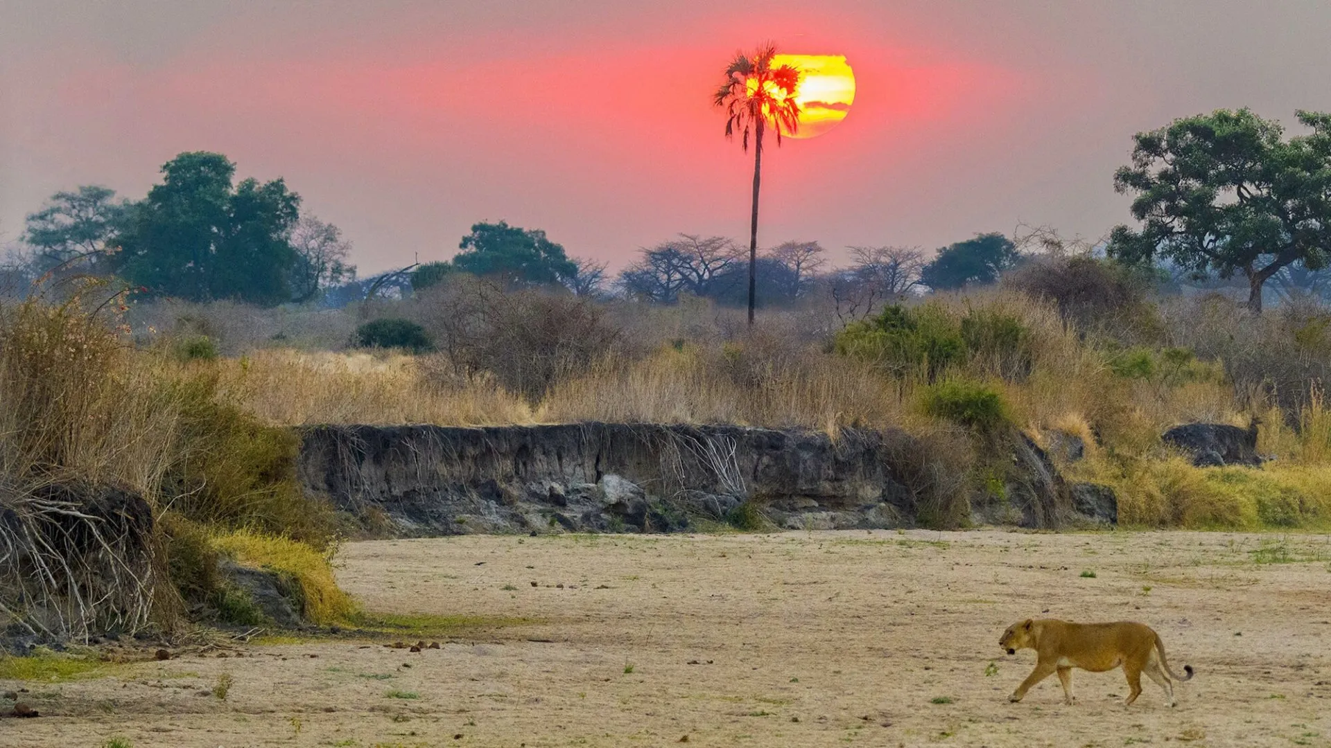 Nyerere National Park Safari - Image 3