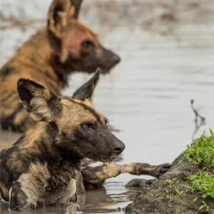 Nyerere National Park Safari