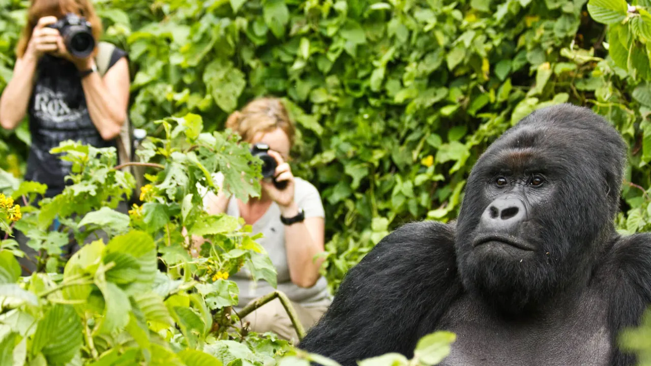 Rwanda Gorilla & Chimpanzee Safari