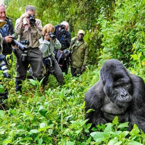 Uganda Gorilla & Chimpanzee Safari