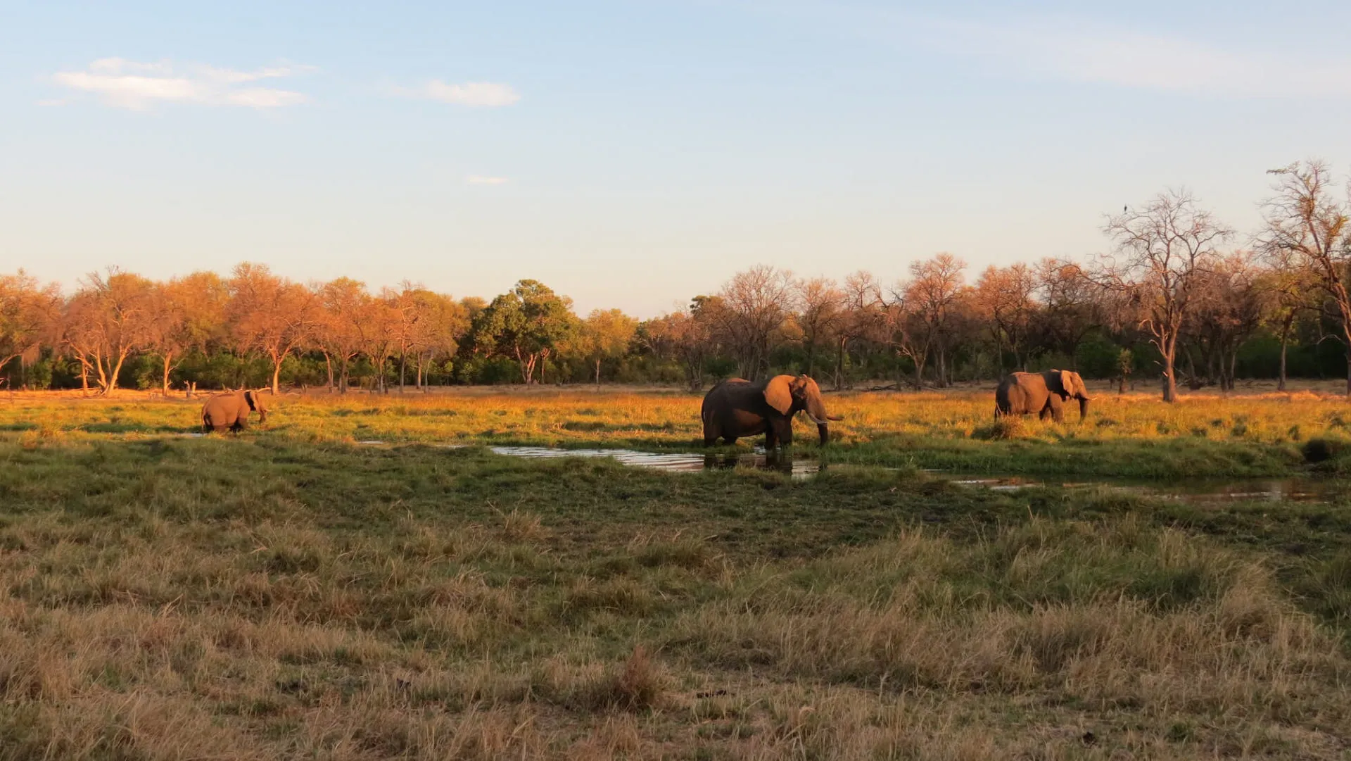 Belmond Savute & Khwai Safari