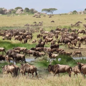 Serengeti Migration Group Safari